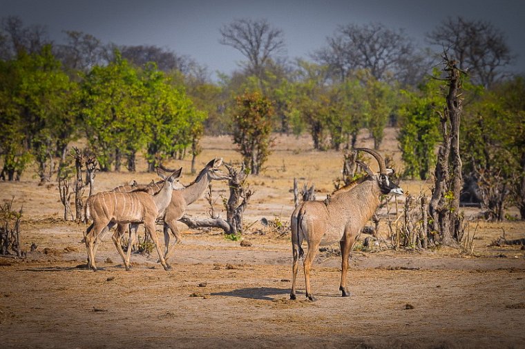 063 Zimbabwe, Hwange NP, grote  koedoes en roanantilope.jpg